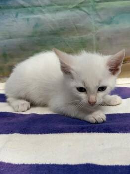 Mrs. Potato Head -  Domestic Short Hair Cat for Adoption in San Antonio, Texas - Mrs. Potato Head | PetCurious