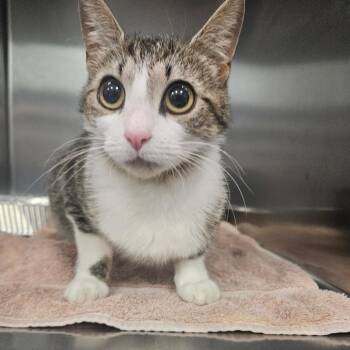 Kore -  Domestic Short Hair Cat for Adoption in Greensboro, North Carolina - Kore | PetCurious