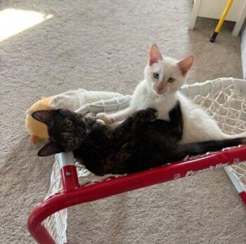 Rescue Domestic Short Hair Cats for Adoption in Calgary, Alberta - Rootbeer | PetCurious