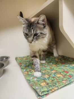 Rescue Siamese Cats for Adoption in Ridgecrest, California - Squeaky | PetCurious