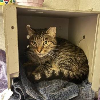 Domestic Short Hair Cats Available for Adoption - Emori | PetCurious