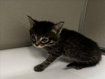 Domestic Short Hair Cats Available for Adoption in Tracy, California - MILHOUSE | PetCurious
