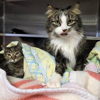 Domestic Medium Hair Cats Available for Adoption - Gus And Nala *Bonded Pair* | PetCurious