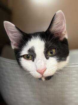Jessie James $50 -  Domestic Short Hair Cat for Adoption in Seneca, South Carolina - Jessie James $50 | PetCurious