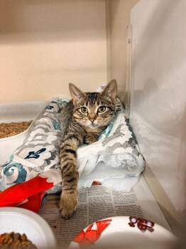 Margo -  Domestic Short Hair Cat for Adoption in Pottsville, Pennsylvania - Margo | PetCurious