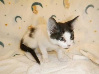A1409514 -  Domestic Short Hair Cat for Adoption in San Jose, California - A1409514 | PetCurious