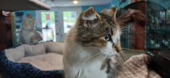 Domestic Medium Hair Cats Available for Adoption in Crocker, Missouri - Lilly Belle | PetCurious