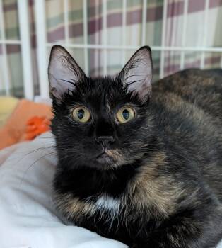 Briar Rose -  Domestic Short Hair Cat for Adoption in Decatur, Illinois - Briar Rose | PetCurious