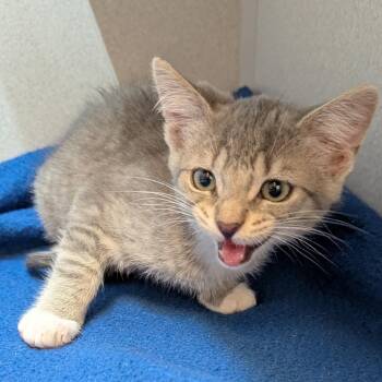 Larry -  Domestic Short Hair Cat for Adoption in Pittsburgh, Pennsylvania - Larry | PetCurious