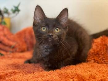 Bean -  Domestic Medium Hair Cat for Adoption in Taylor, Michigan - Bean | PetCurious