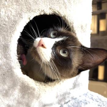 Domestic Short Hair Cats Available for Adoption - Cinnamon Toast  | PetCurious