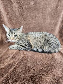 Rescue Domestic Short Hair Cats for Adoption in Westfield, Wisconsin - Elvis #5 | PetCurious