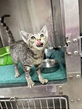 River -  Domestic Short Hair Cat for Adoption in Marietta, Georgia - River | PetCurious