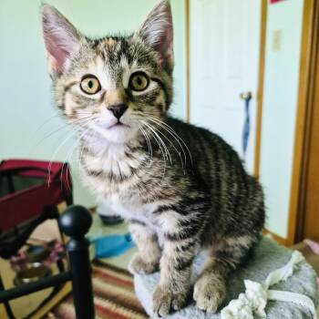 BETEE -  Torbie Cat Available for Adoption in Delhi, Ontario - BETEE | PetCurious