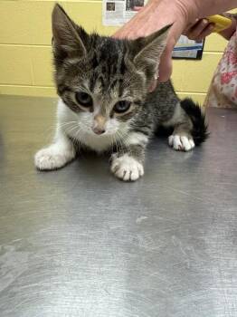 PIPA -  Domestic Short Hair Cat for Adoption in Crossville, Tennessee - PIPA | PetCurious