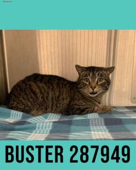 Domestic Short Hair Cats Available for Adoption - BUSTER | PetCurious