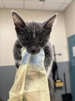 MICKEY -  Domestic Short Hair Cat for Adoption in Las Vegas, Nevada - MICKEY | PetCurious