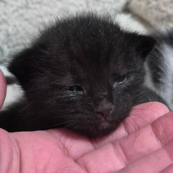 Domestic Short Hair Cats Available for Adoption in Layton, Utah - Bear | PetCurious