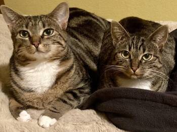Carmen SanDiego and Kim Possible -  Domestic Short Hair Cat Available for Adoption in Seattle, Washington - Carmen SanDiego And Kim Possible | PetCurious