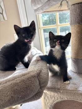 Joy -  Domestic Short Hair Cat for Adoption in Melville, New York - Joy | PetCurious