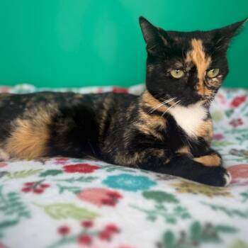 Domestic Short Hair Cats Available for Adoption - Sunshine | PetCurious