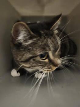Domestic Short Hair Cats Available for Adoption in Kent, Washington - MARGE | PetCurious