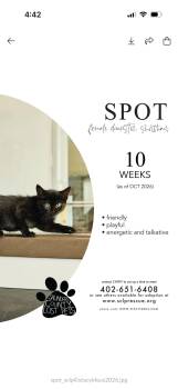 Spot -  Domestic Medium Hair Cat for Adoption in Wahoo, Nebraska - Spot | PetCurious