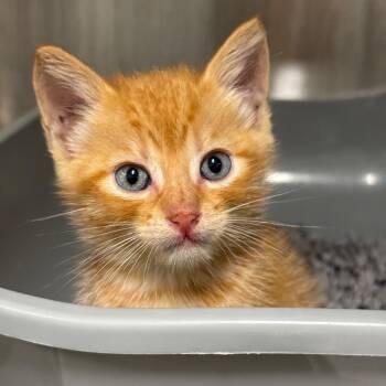 Sun -  Domestic Short Hair Cat for Adoption in League City, Texas - Sun | PetCurious