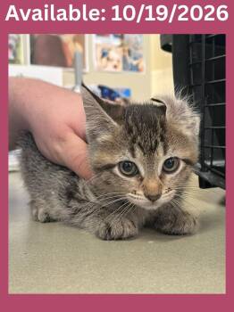 Cat Condo #19 -  Domestic Short Hair Cat for Adoption in Greenville, Texas - Cat Condo #19 | PetCurious