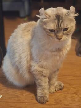 Loulou & Boubou -  Scottish Fold Cat for Adoption in Sainte-angèle-de-monnoir, Quebec - Loulou & Boubou | PetCurious