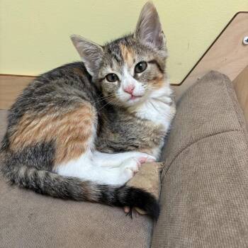 Jessica -  Domestic Short Hair Cat for Adoption in Monroe, North Carolina - Jessica | PetCurious