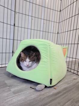 American Shorthair Cats Available for Adoption - Meatloaf | PetCurious