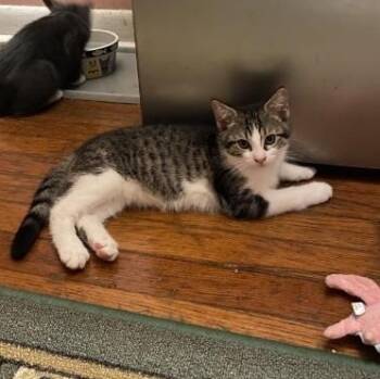 Sir Gwaine -  Domestic Short Hair Cat for Adoption in Berkeley Heights, New Jersey - Sir Gwaine | PetCurious