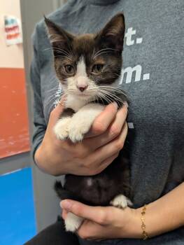 Sierra -  Domestic Short Hair Cat for Adoption in Newburgh, Indiana - Sierra | PetCurious