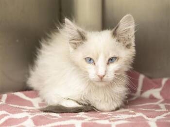 MUFFY -  Domestic Medium Hair Cat for Adoption in Phoenix, Arizona - MUFFY | PetCurious