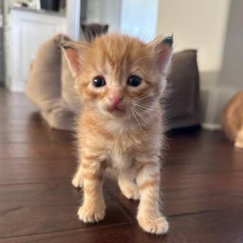 Fozzie -  Domestic Short Hair Cat for Adoption in Bentonville, Arkansas - Fozzie | PetCurious