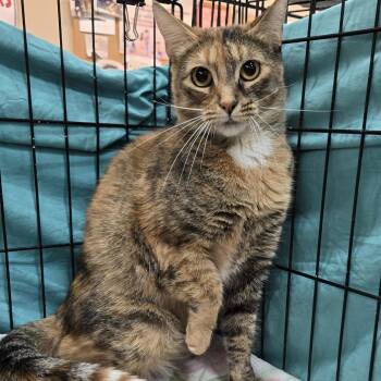 Vogue -  Domestic Short Hair Cat for Adoption in Mokena, Illinois - Vogue | PetCurious