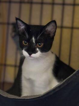 Rescue Tuxedo Cats for Adoption in South San Francisco, California - Mariko | PetCurious