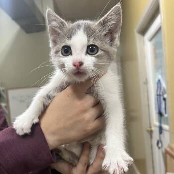 Rescue Domestic Short Hair Cats for Adoption in Wadena, Minnesota - Eloise | PetCurious