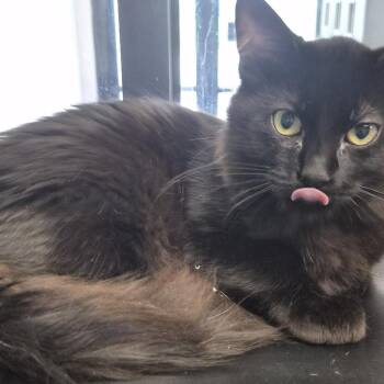 TX4177 Braeburn -  Domestic Medium Hair Cat for Adoption in Port Washington, New York - TX4177 Braeburn | PetCurious