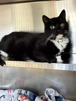 Rescue Domestic Short Hair Cats for Adoption in Herndon, Virginia - Vince | PetCurious