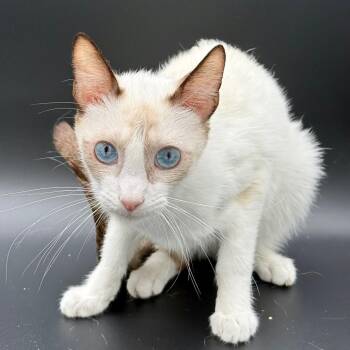Dumpling -  Snowshoe and Siamese Cat for Adoption in Los Angeles, California - Dumpling | PetCurious