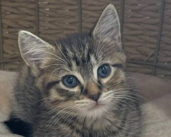 Rihanna -  Tabby and Domestic Short Hair Cat for Adoption in Anacortes, Washington - Rihanna | PetCurious