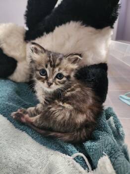 Shandy -  Tabby and Domestic Medium Hair Cat for Adoption in Rosenberg, Texas - Shandy | PetCurious