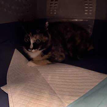 Marine -  Domestic Short Hair Cat for Adoption in Salt Lake City, Utah - Marine | PetCurious