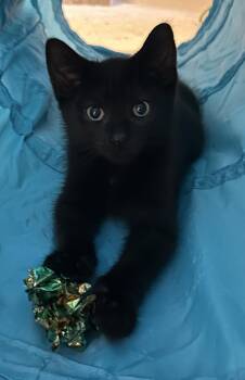 Eg Litter Fava -  Domestic Short Hair Cat for Adoption in Livonia, Michigan - Eg Litter Fava | PetCurious