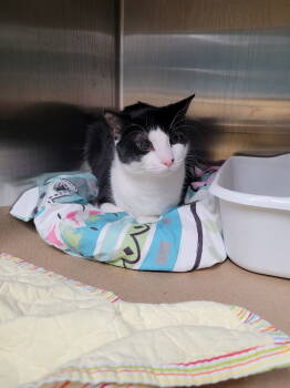 Rescue Domestic Short Hair Cats for Adoption in Trenton, New Jersey - Bia (TAS#9) | PetCurious