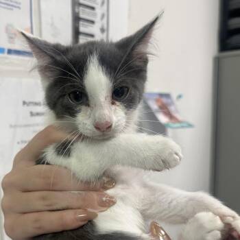 FYA -  Domestic Short Hair Cat for Adoption in Charleston, West Virginia - FYA | PetCurious