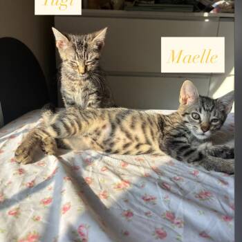 Maelle (fka Leland Kitten 1) -  Domestic Short Hair Cat for Adoption in Abingdon, Maryland - Maelle (fka Leland Kitten 1) | PetCurious