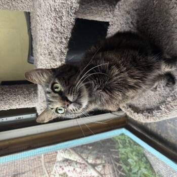 Mr. Miyagi -  Maine Coon Cat for Adoption in Largo, Florida - Mr. Miyagi | PetCurious